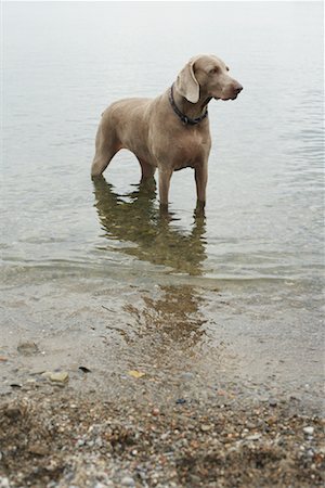 Dog Standing in Lake Stock Photo - Premium Royalty-Free, Code: 600-01123688