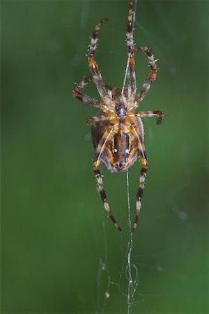 Spider Stock Photo - Premium Royalty-Free, Code: 600-01164000