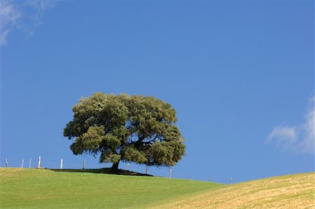 simsearch:700-00053425,k - Oak Tree in Field, Andalucia, Spain Stock Photo - Premium Royalty-Free, Code: 600-01164496