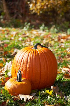Pumpkins in Autumn Field Stock Photo - Premium Royalty-Free, Code: 600-01183712