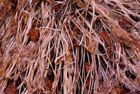 decomposed - Close-up of Hosta Leaves in Autumn Stock Photo - Premium Royalty-Free, Code: 600-01196316