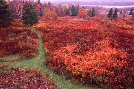 simsearch:600-00173997,k - Overview of Field in Autumn, Shamper's Bluff, New Brunswick, Canada Foto de stock - Sin royalties Premium, Código: 600-01196313