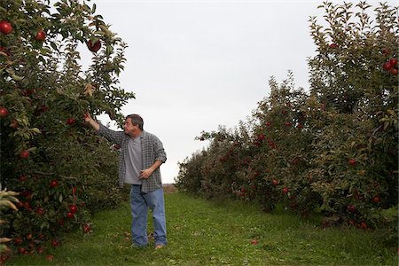 simsearch:693-03312660,k - Man Checking Crop in Apple Orchard Stock Photo - Premium Royalty-Free, Code: 600-01196548