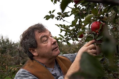 simsearch:693-03312660,k - Apple Farmer Picking Apple Stock Photo - Premium Royalty-Free, Code: 600-01196551