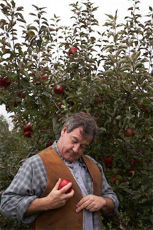 simsearch:693-03312660,k - Apple Farmer Picking Apple Stock Photo - Premium Royalty-Free, Code: 600-01196552