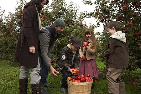 family apple orchard - People Picking Apples at Orchard Stock Photo - Premium Royalty-Free, Code: 600-01196563