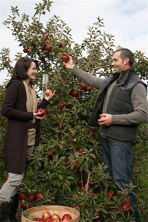 Couple Picking Apples in Orchard Stock Photo - Premium Royalty-Free, Code: 600-01196591