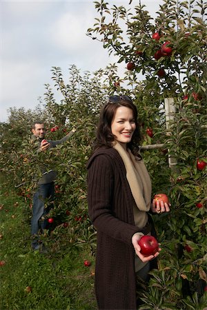 Couple Picking Apples in Orchard Stock Photo - Premium Royalty-Free, Code: 600-01196592