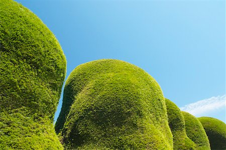 simsearch:600-03004987,k - Sculpted Hedges and Blue Sky Stock Photo - Premium Royalty-Free, Code: 600-01248447