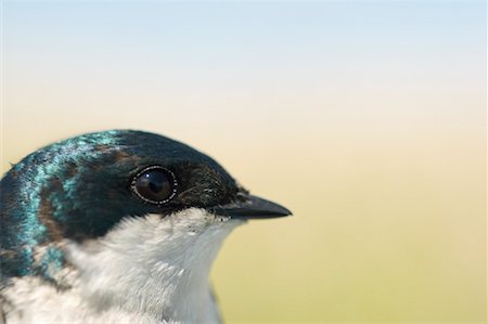 simsearch:600-03478686,k - Close-up of Tree Swallow Stock Photo - Premium Royalty-Free, Code: 600-01248448