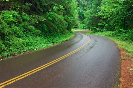 simsearch:600-03445381,k - Highway 242 in Willamette National Forest, Oregon, USA Stock Photo - Premium Royalty-Free, Code: 600-01248756