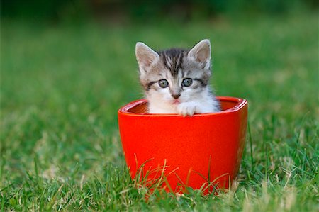 simsearch:700-06512681,k - Kitten in Flower Pot Stock Photo - Premium Royalty-Free, Code: 600-01248776