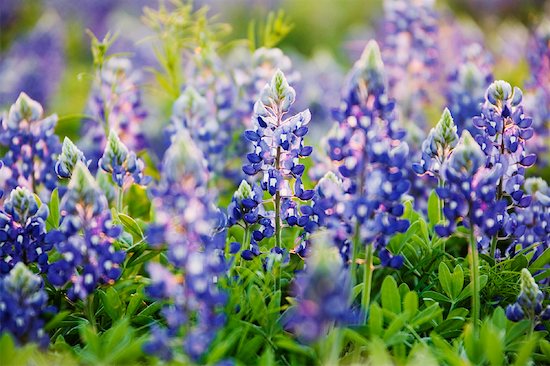 bluebonnets in texas. Texas Bluebonnets, Marble