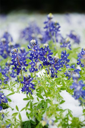 Frozen Bluebonnets in Snow, Texas Hill Country, Texas, USA Stock Photo - Premium Royalty-Free, Code: 600-01260169