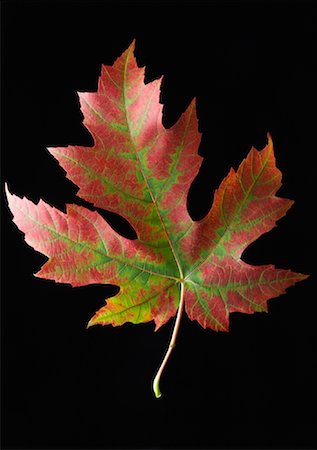 Maple Leaf Stock Photo - Premium Royalty-Free, Code: 600-01275997