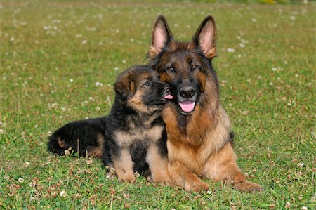 German Shepherd with Puppy Stock Photo - Premium Royalty-Free, Code: 600-01276064