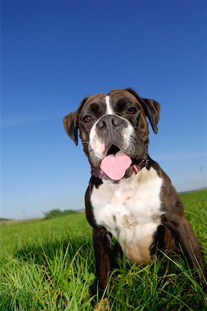simsearch:600-03179193,k - Portrait of Dog Stock Photo - Premium Royalty-Free, Code: 600-01276062