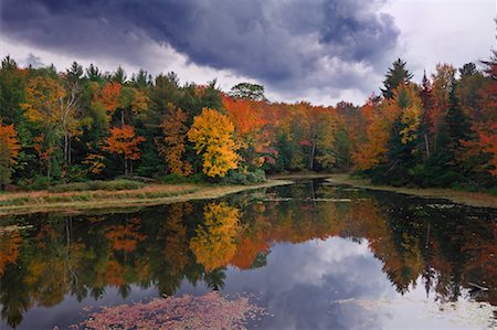 evergreen trees ontario - Lake in Forest in Autumn, Ontario, Canada Stock Photo - Premium Royalty-Free, Code: 600-01276075