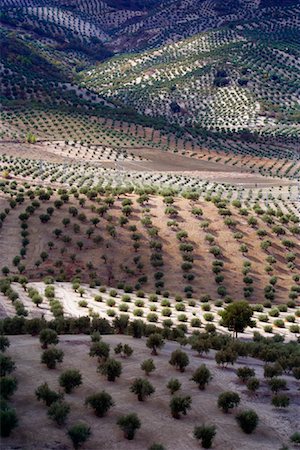 daryl benson landscape - Overview of Olive Orchards, Andalucia, Spain Stock Photo - Premium Royalty-Free, Code: 600-01378799