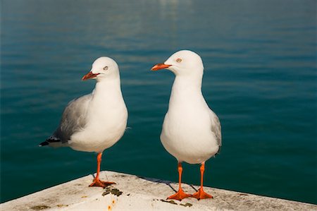 Sea Gulls Stock Photo - Premium Royalty-Free, Code: 600-01458398