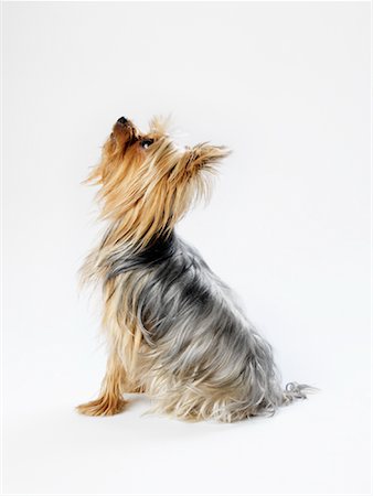 simsearch:600-01695281,k - Profile of Yorkshire Terrier Stock Photo - Premium Royalty-Free, Code: 600-01539064