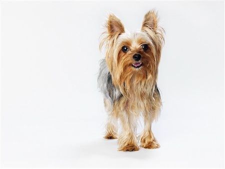 simsearch:600-01695284,k - Portrait of Yorkshire Terrier Stock Photo - Premium Royalty-Free, Code: 600-01539065