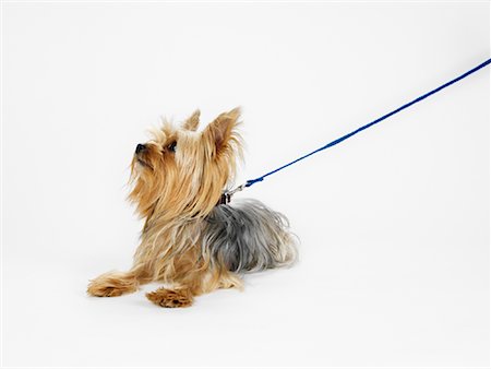 simsearch:600-01695284,k - Yorkshire Terrier on Leash Stock Photo - Premium Royalty-Free, Code: 600-01539074