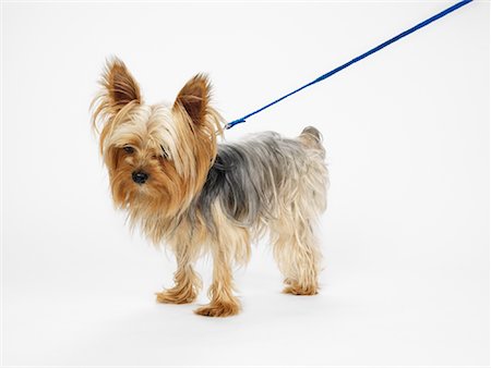 simsearch:600-01695288,k - Yorkshire Terrier on Leash Stock Photo - Premium Royalty-Free, Code: 600-01539075