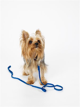 simsearch:600-01695288,k - Yorkshire Terrier with Leash Stock Photo - Premium Royalty-Free, Code: 600-01539077