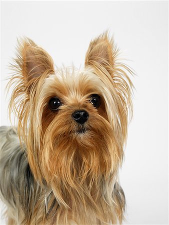 simsearch:600-01695288,k - Portrait of Yorkshire Terrier Stock Photo - Premium Royalty-Free, Code: 600-01539070
