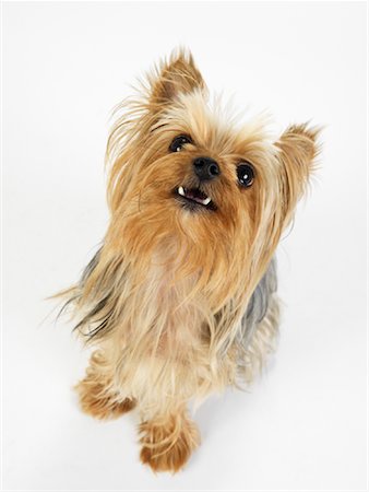 simsearch:600-01695284,k - Portrait of Yorkshire Terrier Stock Photo - Premium Royalty-Free, Code: 600-01539071