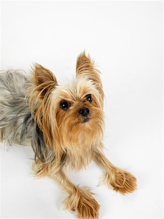 simsearch:600-01695288,k - Portrait of Yorkshire Terrier Stock Photo - Premium Royalty-Free, Code: 600-01539072