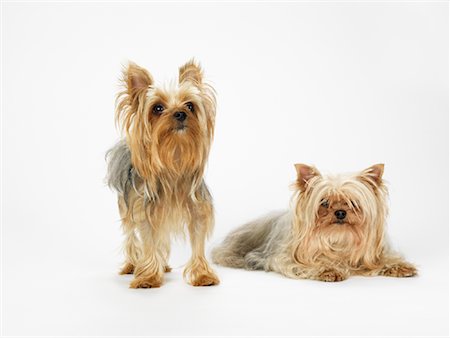 simsearch:600-01695288,k - Portrait of Two Yorkshire Terriers Stock Photo - Premium Royalty-Free, Code: 600-01539073