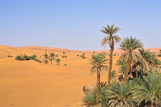 date palm tree in desert. Palm Trees and Desert,