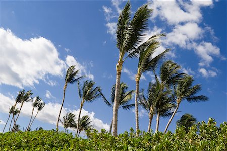 Palm Trees Stock Photo - Premium Royalty-Free, Code: 600-01585958