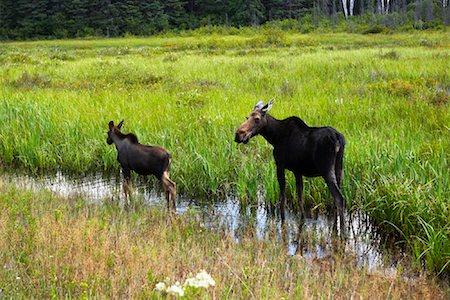 Moose Cow and Calf, Algonquin Park, Ontario, Canada Stock Photo - Premium Royalty-Free, Code: 600-01587036