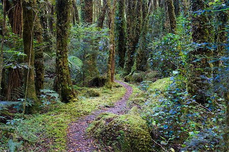 simsearch:600-03445381,k - Path Through Rainforest, South Island, New Zealand Stock Photo - Premium Royalty-Free, Code: 600-01604014