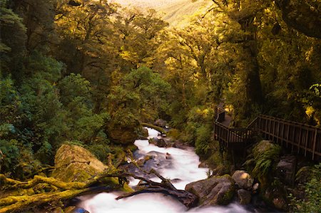 simsearch:700-03799558,k - Hollyford River, South Westland, South Island, New Zealand Stock Photo - Premium Royalty-Free, Code: 600-01604012