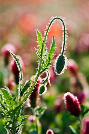 simsearch:700-01196029,k - Flower Bud in Meadow, Tuscany, Italy Stock Photo - Premium Royalty-Free, Code: 600-01606454