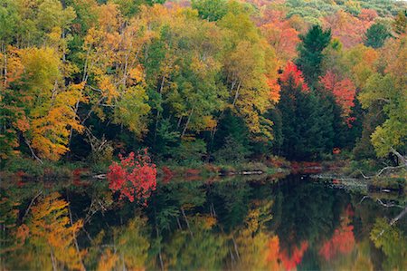 Lake and Trees in Autumn, Algonquin Provincial Park, Ontario, Canada Stock Photo - Premium Royalty-Free, Code: 600-01606978