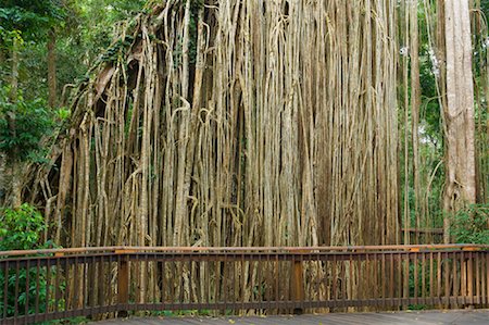 simsearch:600-01603974,k - Curtain Fig Tree, Atherton Tablelands, Queensland, Australia Stock Photo - Premium Royalty-Free, Code: 600-01603932