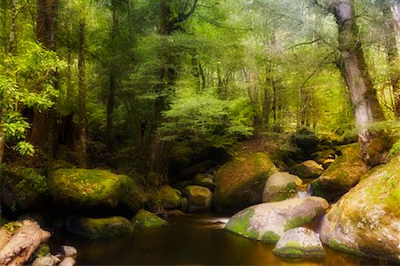 simsearch:600-01603974,k - Stream in Yarra Ranges National Park, Victoria, Australia Stock Photo - Premium Royalty-Free, Code: 600-01603933