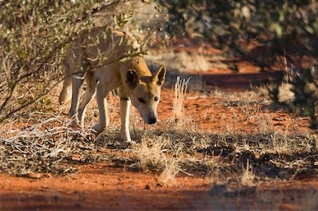 Dingo, Northern Territory, Australia Stock Photo - Premium Royalty-Free, Code: 600-01603944