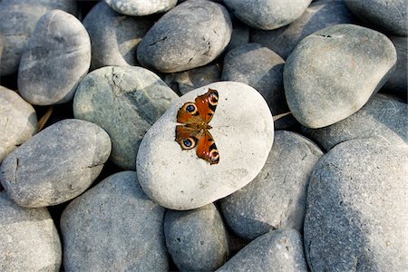 simsearch:400-05171275,k - Butterfly on Rock Stock Photo - Premium Royalty-Free, Code: 600-01617046