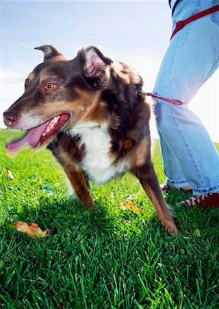 dog walker - Dog and Owner Tangled in Leash Stock Photo - Premium Royalty-Free, Code: 600-01630178