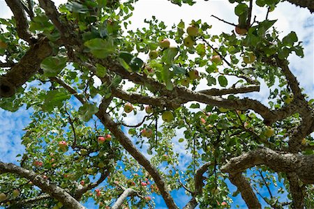 Apple Tree, Salt Spring Island, British Columbia, Canada Stock Photo - Premium Royalty-Free, Code: 600-01633036