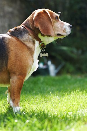 simsearch:600-03179193,k - Portrait of Dog Stock Photo - Premium Royalty-Free, Code: 600-01644879