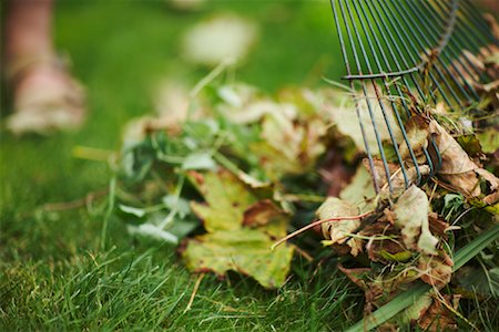 raking leaves autumn - Raking Leaves Stock Photo - Premium Royalty-Free, Code: 600-01644885