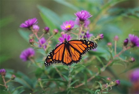 simsearch:700-00194432,k - Close-up of Monarch Butterfly Stock Photo - Premium Royalty-Free, Code: 600-01670756