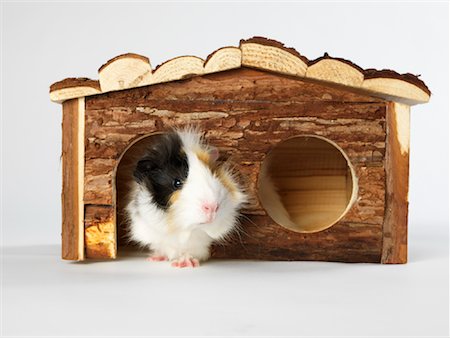 Guinea Pig Stock Photo - Premium Royalty-Free, Code: 600-01695284